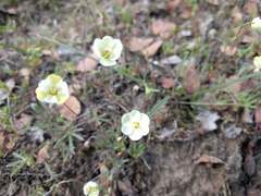 Hesperomecon linearis