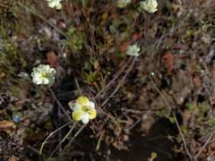 Hesperomecon linearis