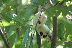 Tridimeris chiapensis