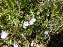 Phacelia douglasii