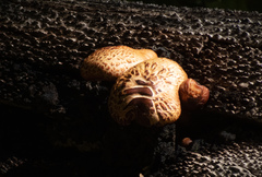 Gymnopilus thiersii