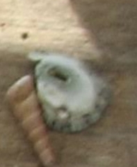 Fissurella virescens