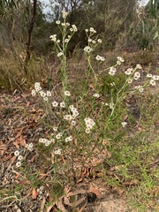 Ixodia achillaeoides