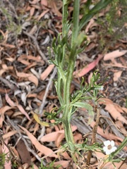 Ixodia achillaeoides