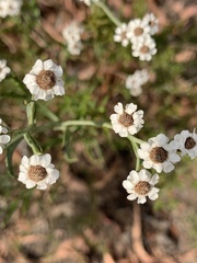 Ixodia achillaeoides