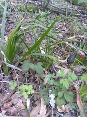 Iris foetidissima
