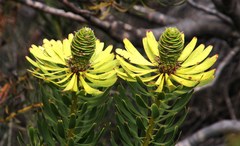 Leucadendron platyspermum