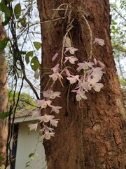 Dendrobium aphyllum
