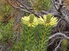 Leucadendron platyspermum