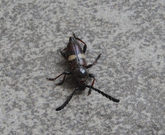 Lissonotus flavocinctus