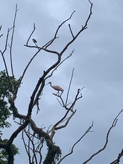 Platalea ajaja