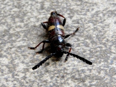 Lissonotus flavocinctus
