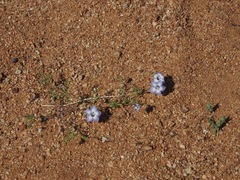 Wahlenbergia acaulis