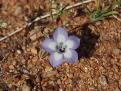 Wahlenbergia acaulis