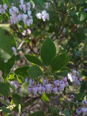 Arctostaphylos hispidula