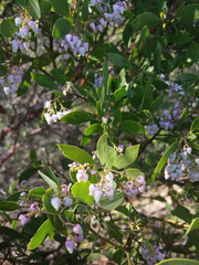 Arctostaphylos hispidula