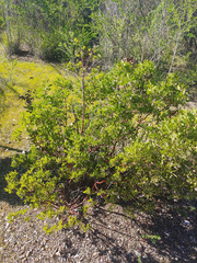 Arctostaphylos hispidula