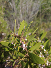 Arctostaphylos hispidula