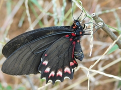 Mimoides ilus branchus