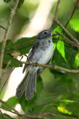 Trochocercus cyanomelas