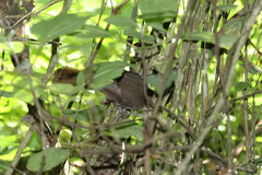Trochocercus cyanomelas