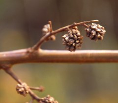 Dasineura rubiformis