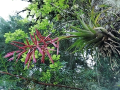 Tillandsia gymnobotrya