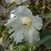 Rhododendron lindleyi - Photo (c) Tim Waters, algunos derechos reservados (CC BY-NC-ND)