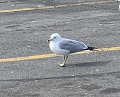Larus delawarensis