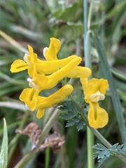 Corydalis aurea