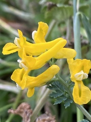 Corydalis aurea