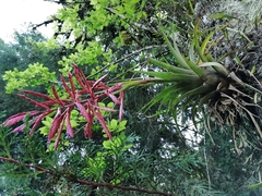 Tillandsia gymnobotrya