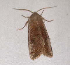 Orthosia rubescens