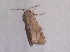 Orthosia rubescens