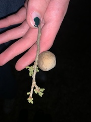 Disholcaspis pruniformis