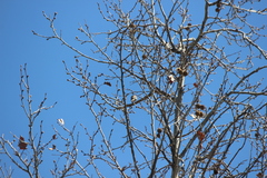 Haemorhous purpureus californicus