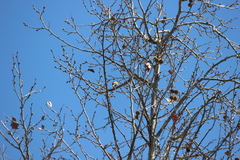 Haemorhous purpureus californicus