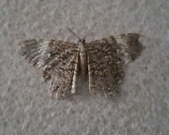 Amblychia hymenaria