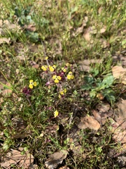 Triphysaria eriantha