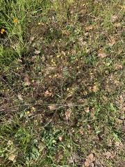 Triphysaria eriantha