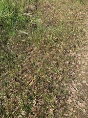 Triphysaria eriantha