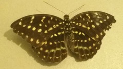 Lexias