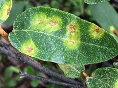 Puccinia caricis-shepherdiae