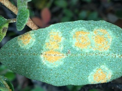 Puccinia caricis-shepherdiae