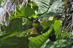 Ficus dammaropsis