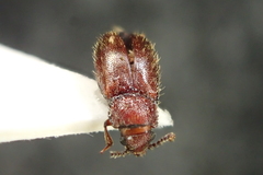 Cryptophagus lycoperdi