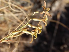 Dipcadi brevifolium