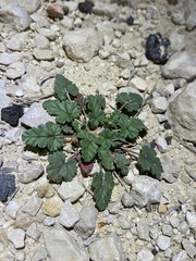 Erodium texanum