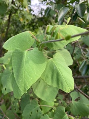 Ipomoea stenosiphon