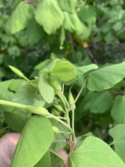 Ipomoea stenosiphon